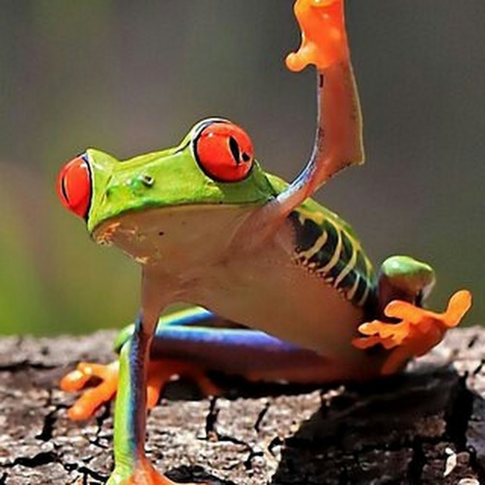 Meet your Posher, Lovin